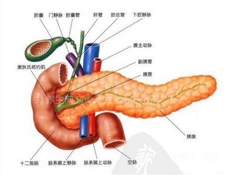 胰腺炎是哪个部位疼位置图片，上腹部