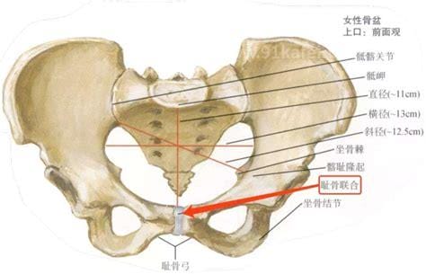 孕妇耻骨位置图，大腿跟内侧和小肚子交界处(缓解疼痛方法)