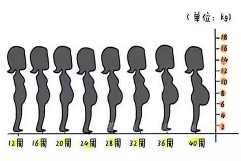 怀孕1一9月肚子变化图，3个月以后才会显肚子但胎儿一直都在变