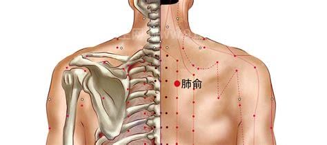肺俞的准确位置图片，位于第三胸椎和肩胛骨之间主治咳喘