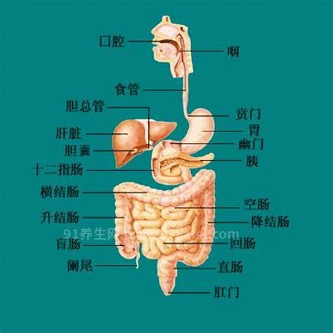 胃在什么位置图片，胃在左肋骨下及腹部中上区域