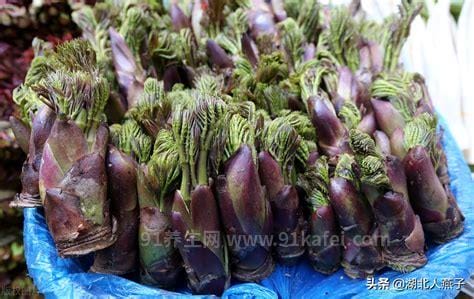 农村能吃100种野菜图片大全，荠菜/马