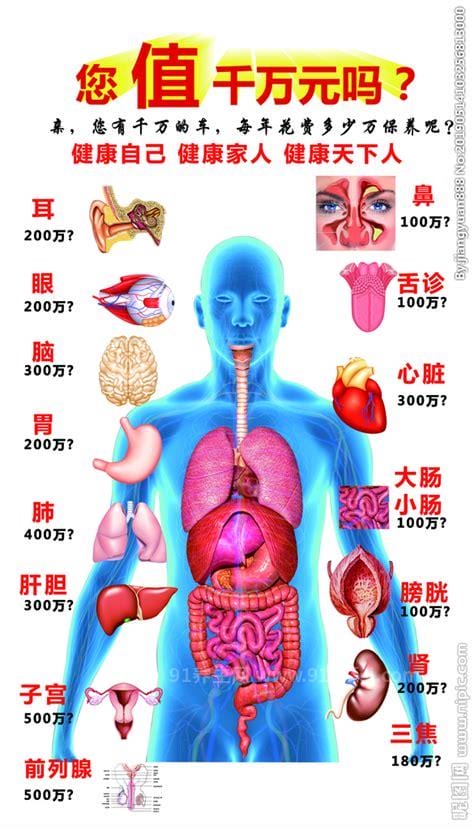 最详细的人身36个器官名称，皮肤人体是最大的器官