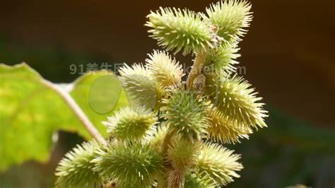 植物中药苍耳子图片，荒野农田带刺的植物(可通鼻窍)