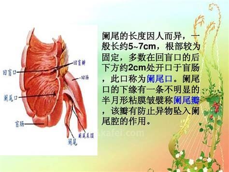 阑尾在哪个位置图解，阑尾在哪个位置左边还是右边(在右边)