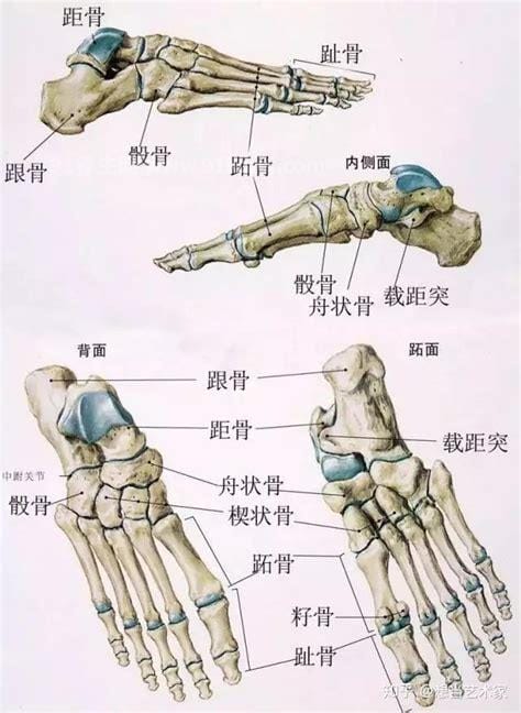 脚的结构图和名称，由骨骼/肌肉/血管