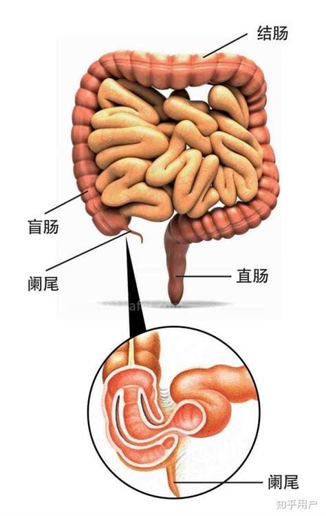 阑尾在左边还是右边哪个位置，右下腹