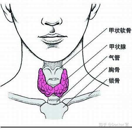 甲状腺位置图高清示意图，警惕脖子异常变粗有凸起肿块的情况
