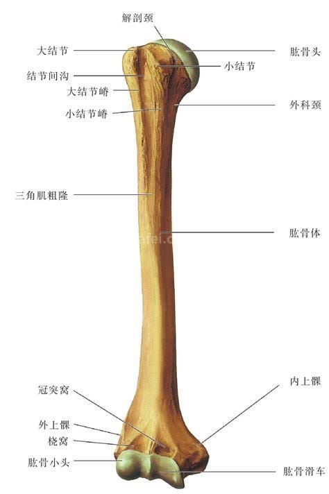 肱骨在哪个位置图片，人体连接肩部和上臂的粗壮骨头(示意图)