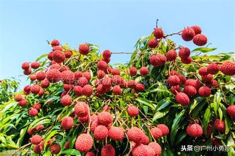 中国十大荔枝排名，中国10大名牌品种荔枝