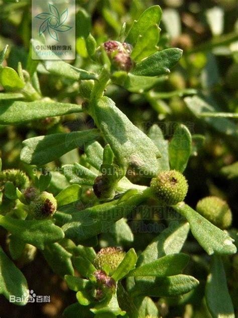 野生鹅不食草图片，鹅不食草的功效与作用（叶子很小茎也细）