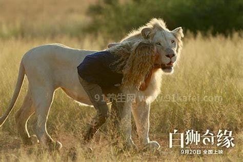 非洲白狮是怎么来的，克鲁格狮变种/