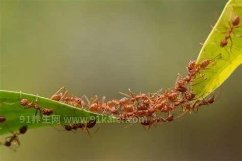 踩死蚂蚁犯法吗，最佳答案是犯法(情节不严重就不受惩罚)