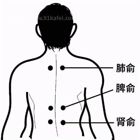 三伏贴位置示意图，5个穴位可贴(可治疗多种疾病)