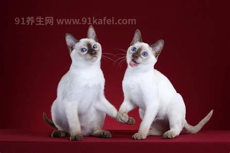 暹罗猫价格多少钱一只，最低500元/只(国内1500~5000元)