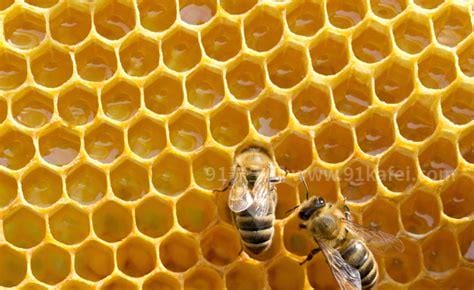 蜂巢是什么形状 六边形（既保暖又坚固，而且制造成本低）