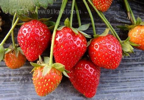 草莓什么时候种植最好 7月到8月（11月到来年3月成熟）