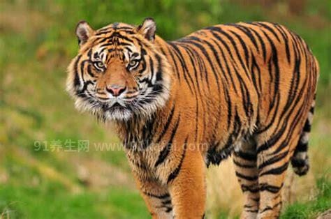 世界最小的老虎，苏门答腊虎(体重只有150斤)
