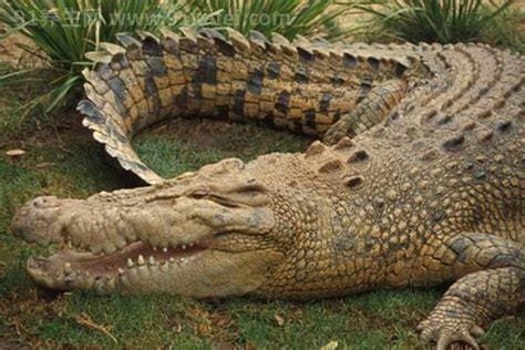 世界上最大的鳄鱼 咸水鳄体重可达4900斤(体长可达4.3米)