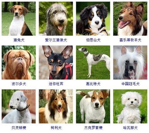 宠物狗的品种及价格图片大全 附常见犬类价格（拉布拉多适合新手）