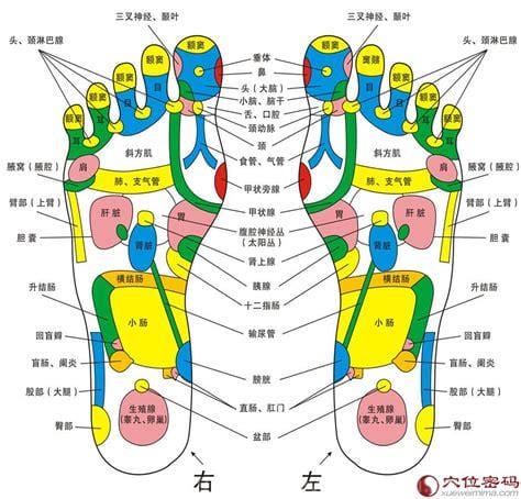 脚底的各个部位详细图 详细器官对应图（附按摩手法）