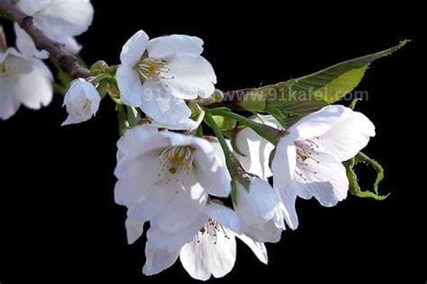 梨花是什么季节开的，春季(一般在3月份开花/冬季最少见)