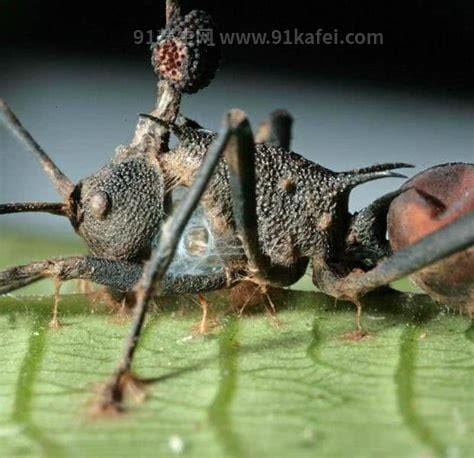 僵尸蚂蚁真的存在吗，存在(感染白色真菌导致)