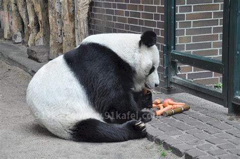 熊猫是素食动物还是肉食动物，肉食动