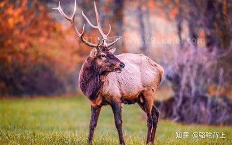 中国珍稀动物大全，大熊猫是我国的国