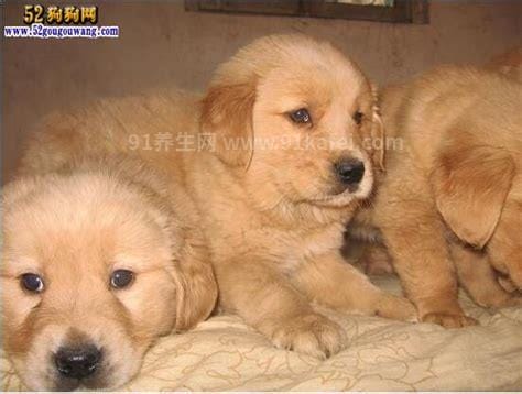 金毛犬多少钱一只幼崽，700-1万元不等(根据品相和纯度)