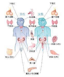 荷尔蒙是什么意思，指体内的激素（多出现于青春期的男女）