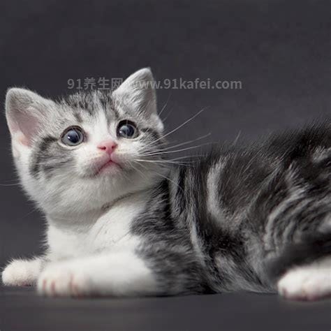 美短虎斑猫价格多少钱一只，幼崽最低1500元(成年猫贵500元)