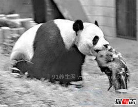食铁兽大熊猫吃人残忍图片，真的很恐怖(吃竹子是杂食性动物)