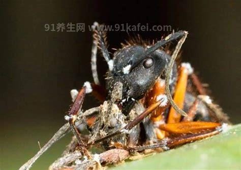 僵尸蚂蚁真的存在吗，是真实存在的(附恐怖僵尸蚂蚁真实视频)