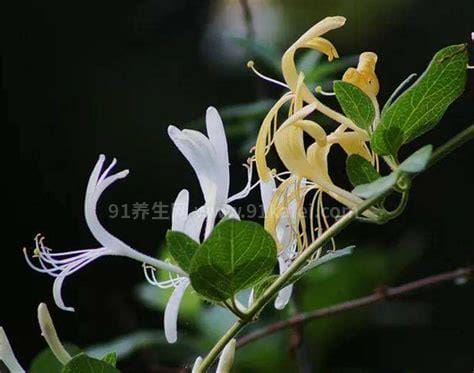 金银花的花朵为什么会变色，花朵氧化