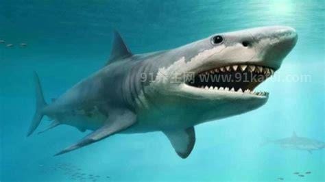 巨齿鲨还存在吗有没有灭绝，已经灭绝