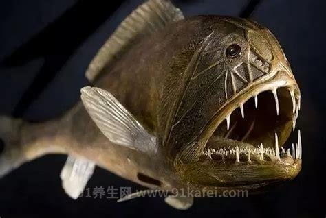 世界上最丑的鱼长什么样子，鮟鱇鱼(虽然丑但好吃还能壮阳)