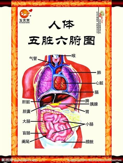 人体器官分布图，带你了解五脏六腑