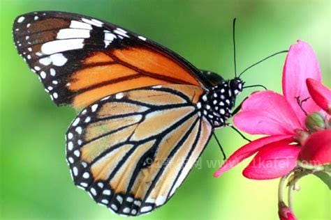 蝴蝶是益虫还是害虫，幼虫阶段是害虫
