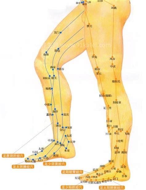 腿部经络图6条的走向及穴位图，四肢经络口诀更好记忆