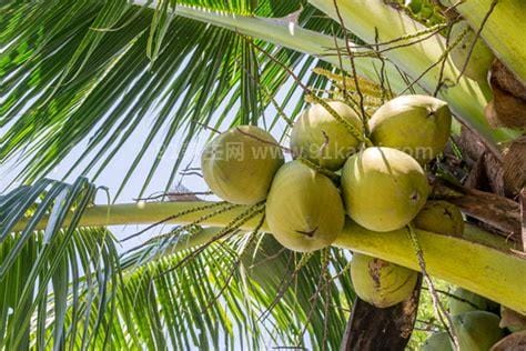 椰子靠什么传播种子的，靠水路传播所以岸边海岛比较常见