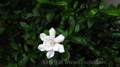 6月必吃栀子花，泡茶喝护肝、炒着吃养胃、做凉拌清暑热！