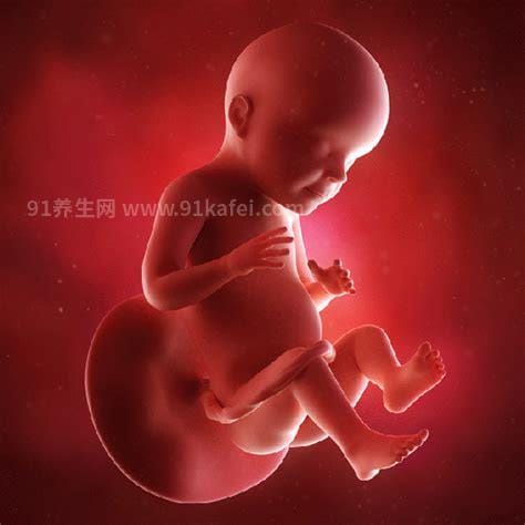 胎儿发育过程图1至10个月，每个月宝