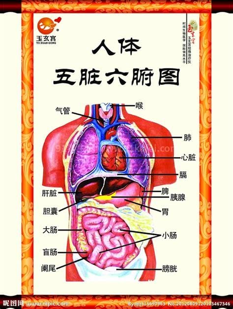 人体结构示意图器官位置图片，正面背