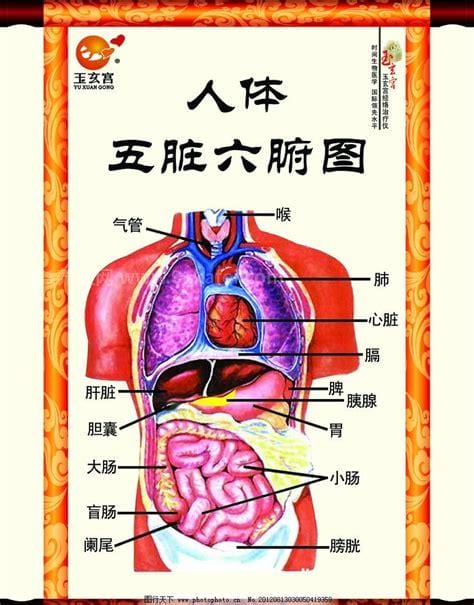 人体内脏器官位置分图布，人体的四大系统和五脏六腑的位置详解