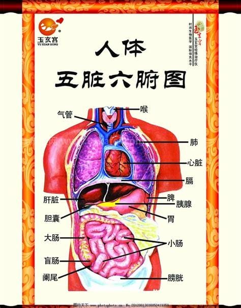 人体内脏器官位置分图布，人体的四大