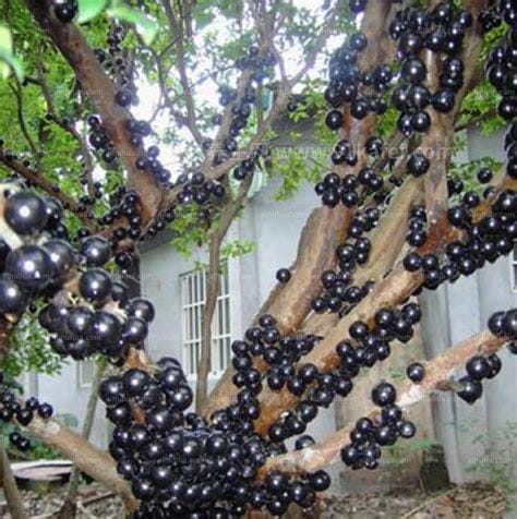 真实的嘉宝果树葡萄图片，树葡萄的功效与作用