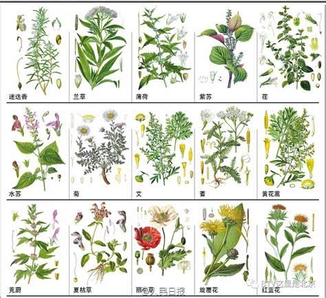 农村常见60种野生中草药图片，每一种