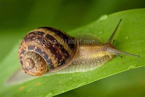 蜗牛是益虫还是害虫，农业方面是害虫