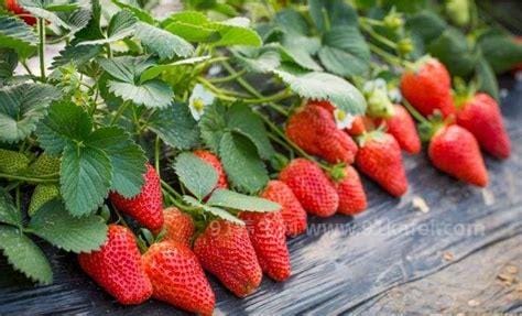 草莓什么季节成熟，2-3月份是最佳采